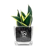 GREEN PLACE サンスベリア ミニ 観葉植物 本物 【鉢 × 植え込み材を選べる】 カーボン キューブ鉢 TN