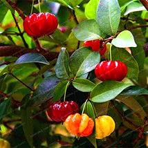 20 piezas de pitanga semi di frutta