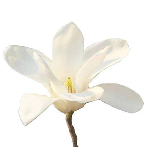 Nema Magnolia Denudata Flower Seeds - White-10 Pcs