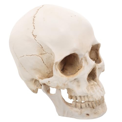 Figura desmontable escala 1:1 para exposiciones médicas y enseñanza