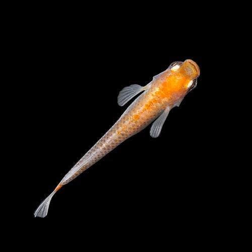 めだか 朱赤透明鱗メダカ 朱赤透明鱗めだか ３匹 Cafe Du Jardin