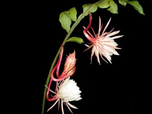 Image of Brahma Kamal Plant Original White Plant Special Variety Height 0.5 To 1 Feet (flower After 6 Months) Night Queen Flower Tree Pack Of 1 Live Flower Plant For Home Garden