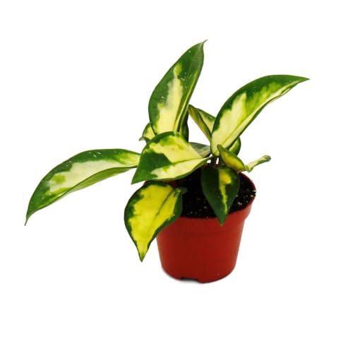 Mini planta – Hoya carnosa tricolor – Flor de porcelana – Ideal para pequeños cuencos y vasos – Plant Baby Plant en maceta de 5,5 cm