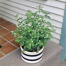 Stevia Live Plant with Pot - Pack of 1 | Natural Sweetener Herb Plant for Home Garden & Balcony-image-8