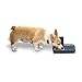 PetSafe Automatic 2 Meal Dog and Cat Feeder, Dispenses Dog Food or Cat Food
