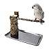 Bird Tabletop Perch Natural Wood Stand Play Gym Playstand with Wood Cups and Stainless Steel Tray for Budgie Parakeet Cockatiel Conure