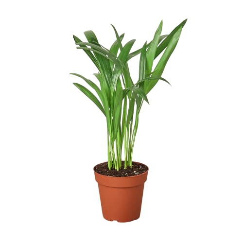 HOUSE PLANT SHOP |Palm 'Areca' - 4' Pot | Live Indoor Plant | Easy to Care | Natural Décor Plant | Great Gifts| Free Care Guide