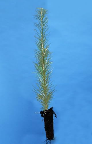 3 Japanese Larch Larix Kaempferi 5-10 Inches Tall, Ideal for