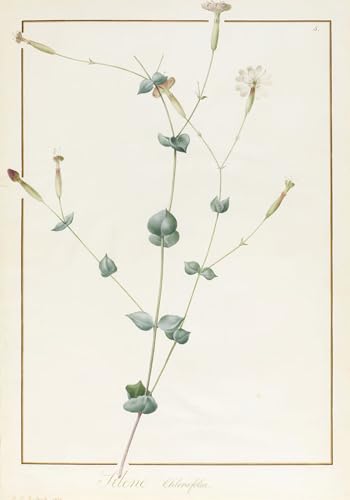 Silene Chloraefolia Redouté affiche toile 60x90cm pour habiller un bureau vide