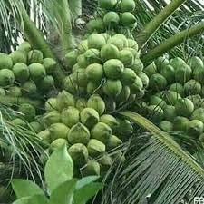 Uniquetree Coconut 'Malayan Green Dwarf' Live Plant Malaysian Dwarf Coconut Tree-image-33