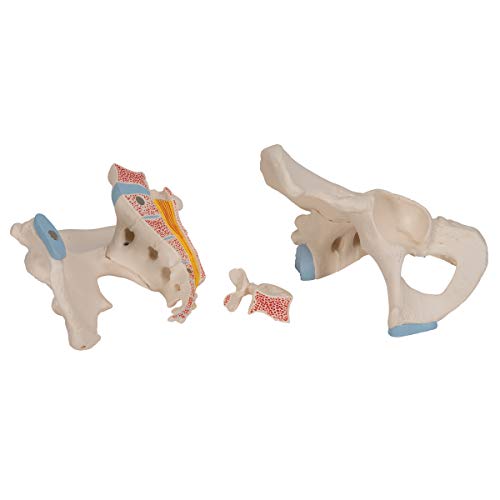 Image of 3B Scientific H21 /1 Male Pelvis- 3 Part - 3B Smart Anatomy