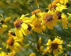 Brittlebush Seed (Encelia farinosa) 20 Seeds