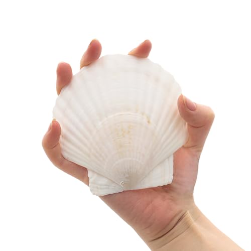 Large Scallop Shells 4''-5'' White 10Pcs