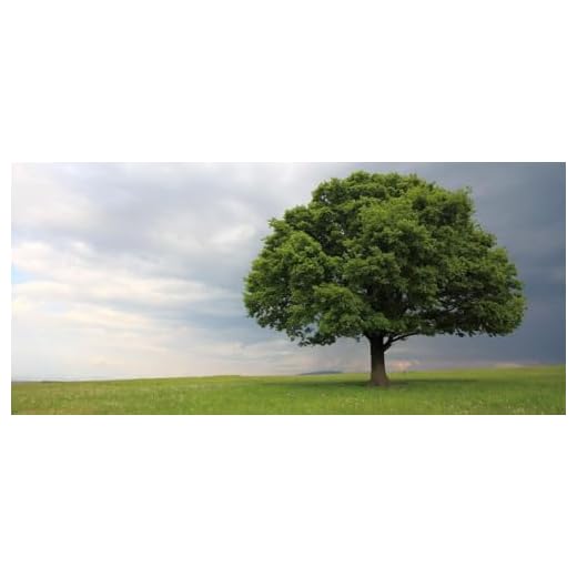 Best garden centers in cincinnati Laurel Oak Tree - Fast-Growing Shade
