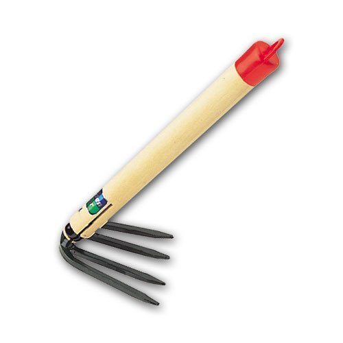 L{V(Kinboshi) ؕN}f 1412