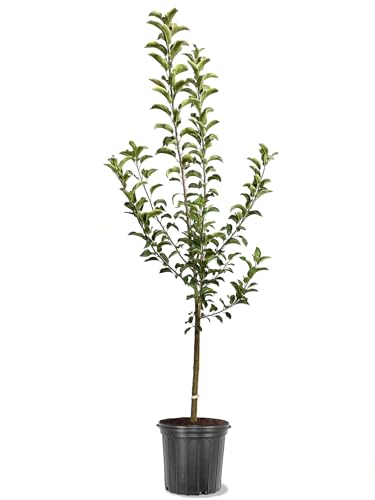 American Plant Exchange Apple Tree 'Honeycrisp' – Live Fruit-Bearing Plant,