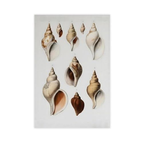 Poster sur toile rétro Coquillage du Nord décoration murale chambre mollusque art naturel
