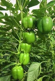Green capsicum seeds hybrid all seasons,High germination (25 seeds)