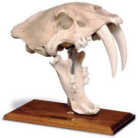 Saber Tooth Cat Skull Replica