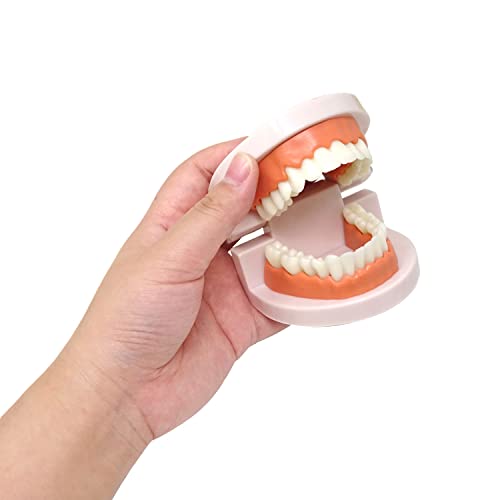 Image of Honbay 1PCS Plastic Standard Teeth Model Adult Mouth Dental Demonstration Model with Toothbrush for Teaching Supplies and Clean Display