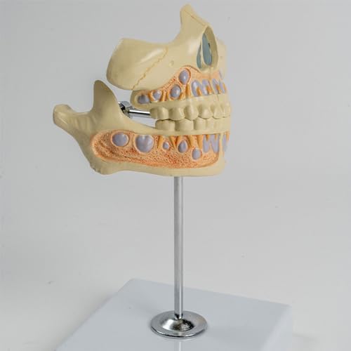 Modelo de anatomía para resolver dudas sobre dientes permanentes y encía 4