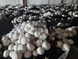 ND PLANT BAZARbutton mushroom spawn seeds (200 gm) 1 packet (B0CP2D72TG) Amazon Price History, Amazon Price Tracker