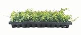 Creeping Fig Plant Ficus Pumila Climbing Vine - 30 Live Fully Rooted Plants