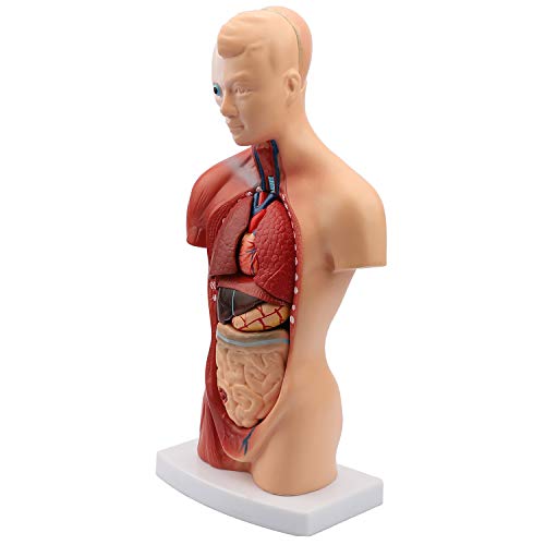 Human Body Model Torso Anatomy Doll 15 Removable Parts Skeleton Visceral Brain with Detailed Manual 10.5inch Height - Thumbnail 4