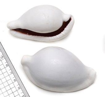 Amazon.co.jp: 【貝殻パーツ】ウミウサギガイ ウミウサギ 1個 : Hobbies