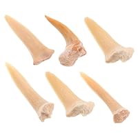 Yerleomit Fossilien Haifischzähne 5 Stück Natürliche Fossil Haizahn Exemplare Natursteine Zähne für Bildung, Heimdekoration, Kindergeschenk