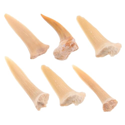 Yerleomit Fossilien Haifischzähne 5 Stück Natürliche Fossil Haizahn Exemplare Natursteine Zähne für Bildung, Heimdekoration, Kindergeschenk