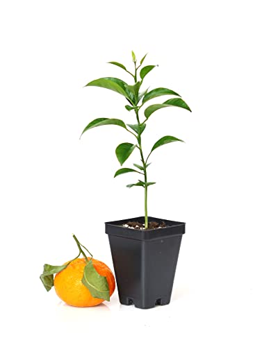 Satsuma Mandarin Tree - XL. Citrus unshiu. 6' - 10'