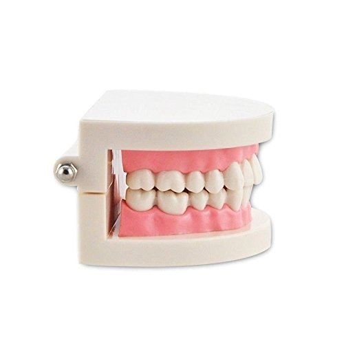 Dental Teach Study Adult Standard Demonstration Typodont Teeth Model Pink #TOP2