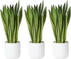 * Snake Plant Live, 3 Healthy SANSEVIERIA Green Snake For Outdoor Garden &Indoor Decoration,Goodluck & Air Purifier Plant For Your Home Gardening (pack of 3)-image-48