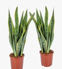 Set Sansevieria Laurentii 70cm Pianta VERA Made in Italy TERRE DI ROMAGNA | vaso