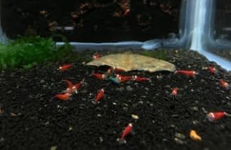 Super Red Stripes SS Grade Aquarium Shrimp, Pack of 5 Plus 1 Extra for DOA