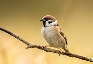 adrium Cuadro de aluminio compuesto de 70 x 50 cm: gorrión (Passer montanus)(90271266)