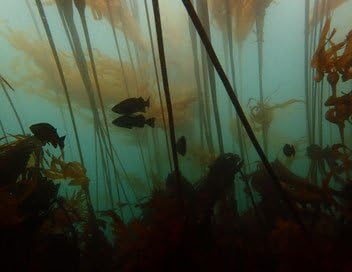 Ep. 545 - The Dynamics of Kelp Forest Ecology Podcast Por arte de portada