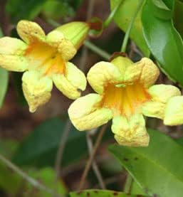 Greenwood Nursery Yellow Trumpet Creeper Vine