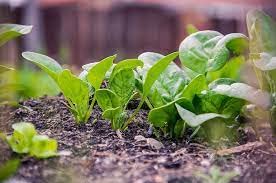 Image of Palak seeds desi (500 seeds)