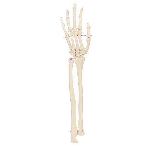 Rudiger Anatomie Premium Human Arm Skeleton Model, Life-Size 14