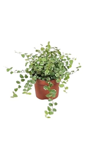 Ficus Pumila Natural Higuera Trepadora Resistente y de Poco Riego