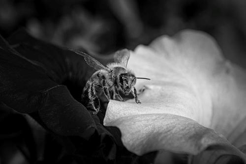 A for functionality, C for IQ/Aperture