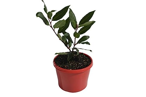 Laurel Maceta ø10cm Árbol Natural de Pequeño Tamaño