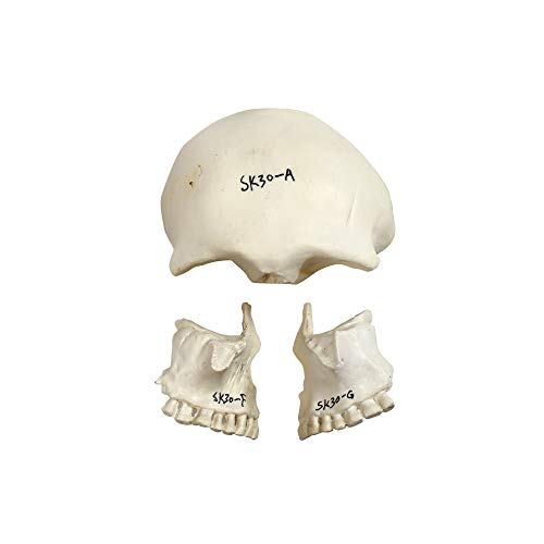 Image of Parco Scientific PB00157 22-Part Totally Disarticulated Plastic Skull