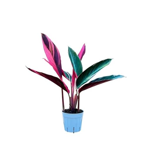 Stromanthe Triostar - Colorful Live Indoor Plant, Calathea Prayer Plant, Air Purifier & Elegant Home Decor, Ideal for Room Decor, Triostar Houseplant