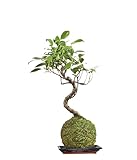 Kokedama con planta natural. Un Bonsái para tu Oficina o Sala – Kokedama de Ficus Retusa  DECOALIVE