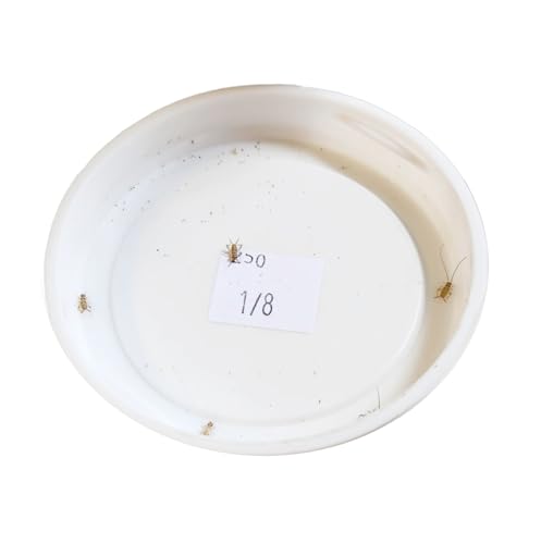 Josh's Frogs 1/8" Banded Crickets (250 Count)