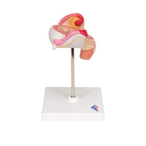 Image of 3B Scientific L10 /2 2nd Month Embryo - 3B Smart Anatomy