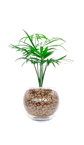 GREEN PLACE テーブルヤシ ミニ 観葉植物 本物 母の日 ギフト 【鉢 × 植え込み材を選べる】 ハイドロカルチャー バルーン鉢 TN（Amazon）
